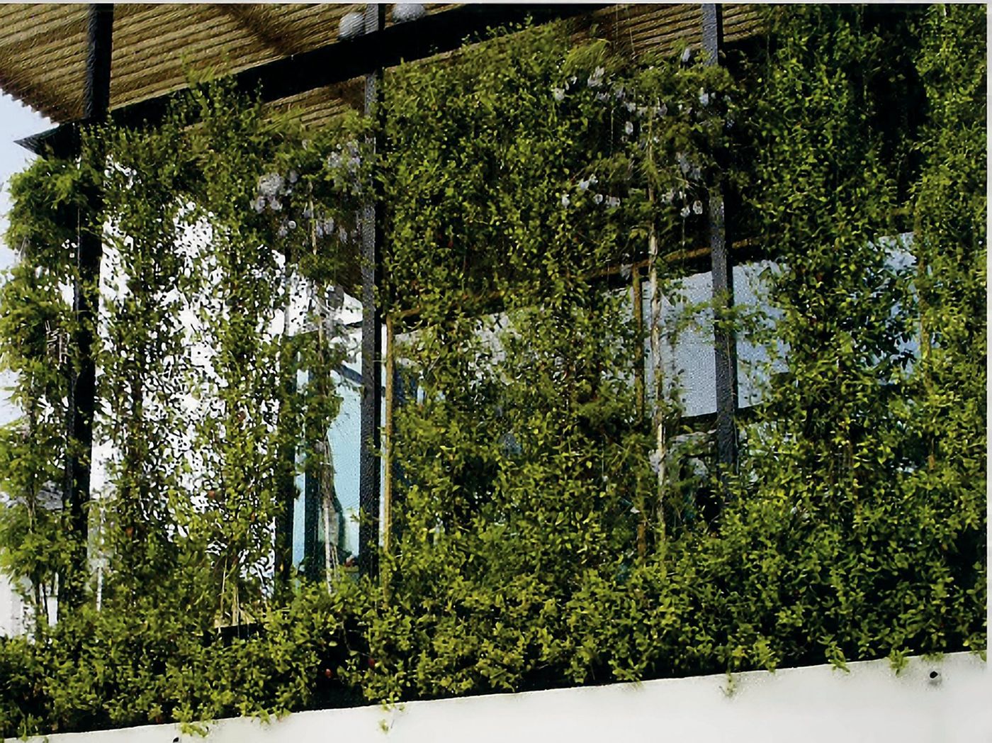 Green wall seen obliquely above the base